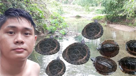 Pagong sa Tabi ng Ilog - En Intressant Skildring av Livets Cykel och Naturens Kraft!