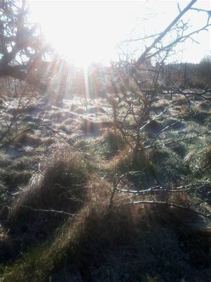  Solstrålar i den Ökenvandrande Skuggan – En Dykning i Ooi Tums Intrikata Värld